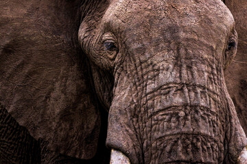 A closeup of an elephant in Kenya