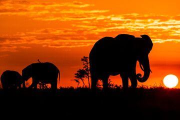 Fototapeta na wymiar Elephants are silhouetted at sunrise in Kenya