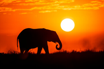 Fototapeta na wymiar An elephant at sunrise in Kenya