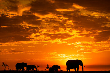 Naklejka na ściany i meble Elephants at sunrise in Kenya