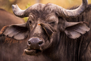 Cape buffalo with an Oxpecker in Kenya