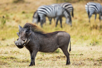 A warthog surveys the savannah in Kenya