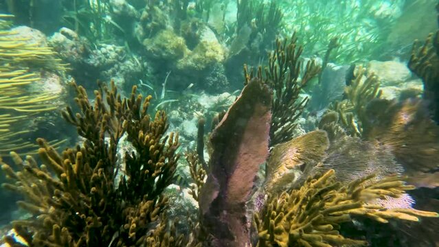 Mahahual coral reef, underwater shot - Chinchorro Reef 