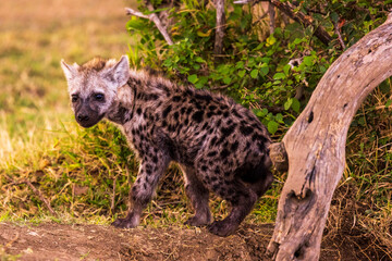 Baby hyena in the Maasai Mara