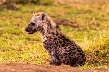 Baby spotted hyena in the savannah