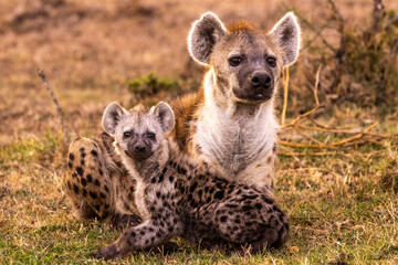 Spotted hyena and baby in the savannah