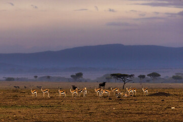 Fototapeta na wymiar Herd of Thomson's gazelles at dusk in the Maasai Mara