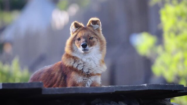 Beautiful shot of a wild Dhole sitting in the golden hour sunlight 