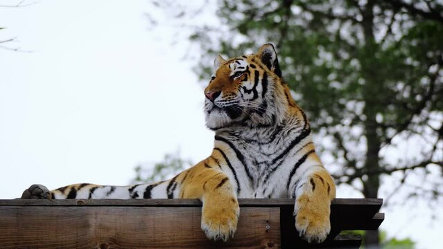 Beautiful and majestic tiger relaxing in the soft daylight on an overcast day