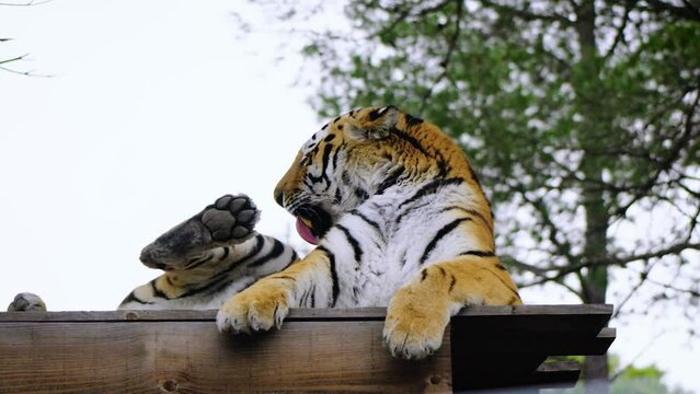 Static shot of a tiger licking its feet and itching its neck