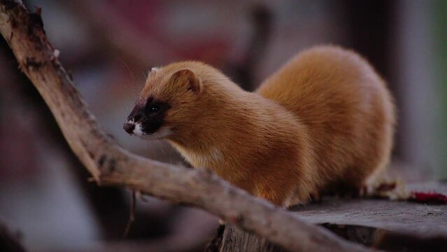Static shot of a Japanese weasel looking over a branch and its surroundings 