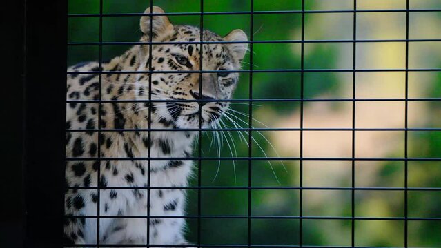 Slowmotion tracking shot of a leopard lying down to itch itself in its enclosure
