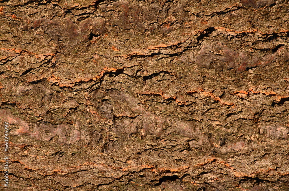 Poster the texture of the trunk of an apricot tree in sunlight.