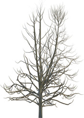 Obraz premium Tree branch cutout