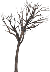 Obraz premium Tree branch cutout