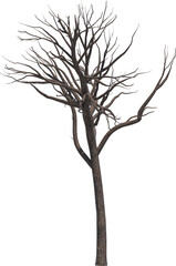 Obraz premium Tree branch cutout