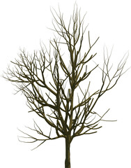 Obraz premium Tree branch cutout