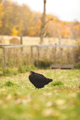 Chickens on a small farm in the country. Small scale poultry farming in Ontario, Canada.