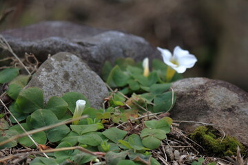 オキザリス・プルプレアの花の接写