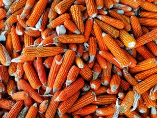 Close up bunch of yellow corn harvest