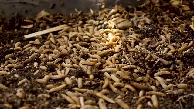 Hermetia illucens maggot cultivation. maggots feeding on organic waste in traditional Indonesian agriculture.