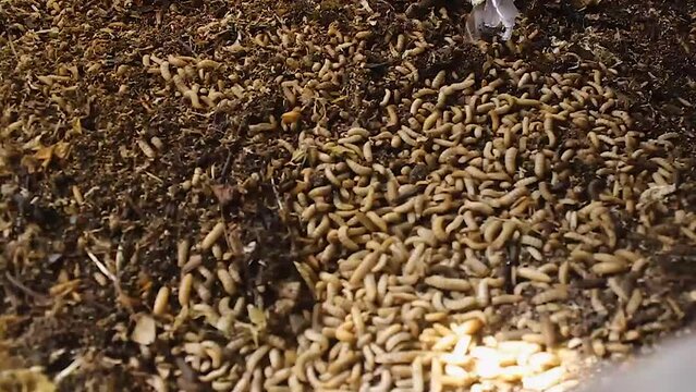 Hermetia illucens maggot cultivation. maggots feeding on organic waste in traditional Indonesian agriculture.
