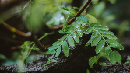 life in the forest