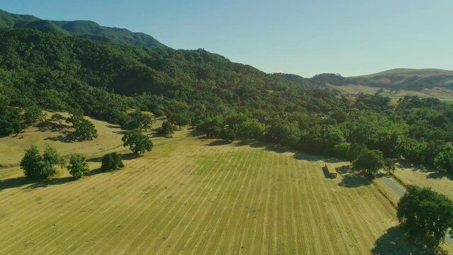 Nature Birds View - Solvang, California