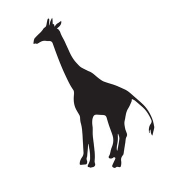 Giraffe vector icon illustration black silhouette isolated on plain white background. Wild savannah animal drawing with simple and flat art style.