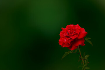 Isolated image of bright red rose on blurred background.