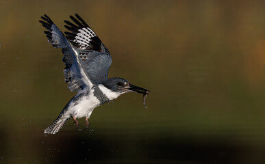 Belted Kingfisher Fishing in a Pond 