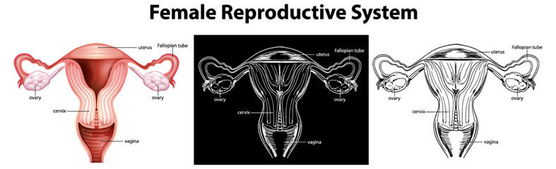 Female Reproductive System Vector