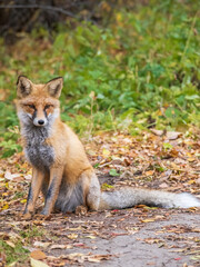 Close up of a red fox Vulpes vulpes, sitting on a path in the forest.