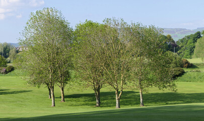 Fototapeta na wymiar A mix of beautiful trees and plants on the greens at Golf Course Resort in the UK