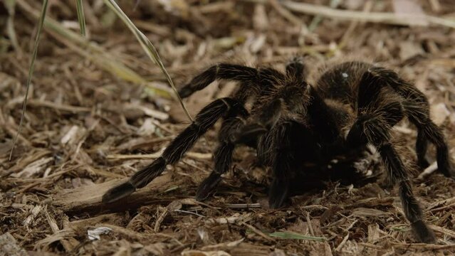 Tarantula crawls along forest floor - medium shot