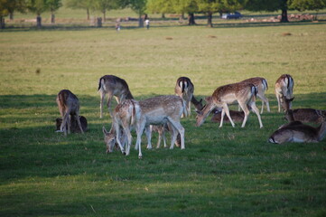 deer in the grass