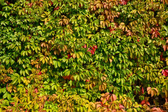 Facade of a high wall covered with deciduous leaves