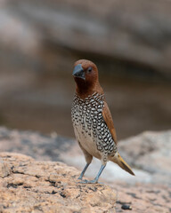 Scaly-breasted munia or spotted munia observed Hampi, Karnataka, India