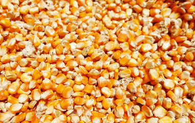 corn seeds are dried in the sun ,texture of dry corn seeds