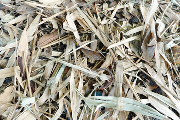leaves of the dry bamboo tree