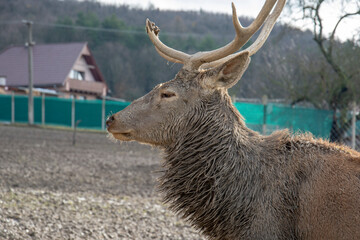 Red deer management. Deer breeding in captivity. Keeping wild animals.