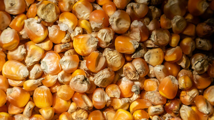 heap of corn kernels as background