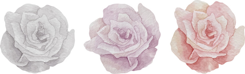 Watercolor set of three rose flowers in white, purple and pink colors