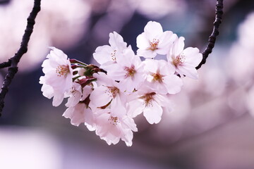 春の訪れと美しい桜の花