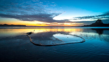 Bullwhip kelp in shallow water of beach at sunset