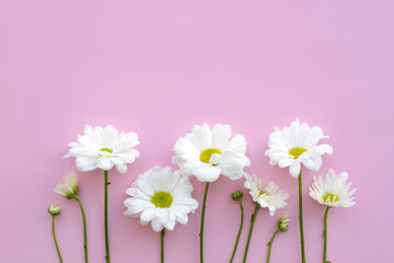 Chamomile flowers on pink background, copy space. Floral background with white chrysanthemum,...