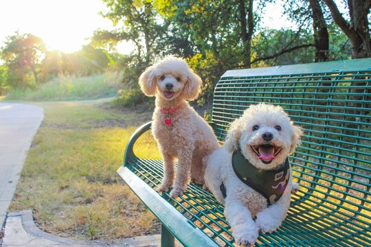 Dogs on a bench in a park