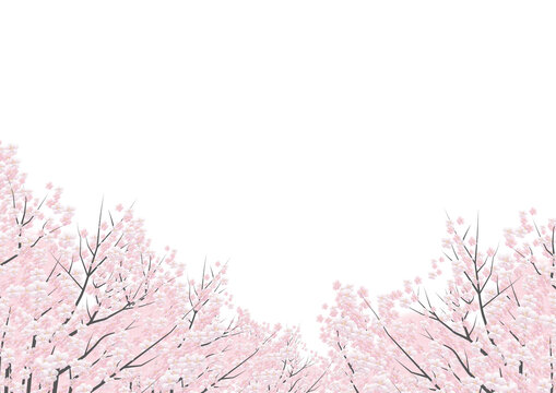 桜並木
