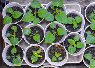 seedlings in a greenhouse, chili plant