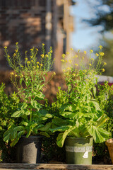 mustard green plant flowering